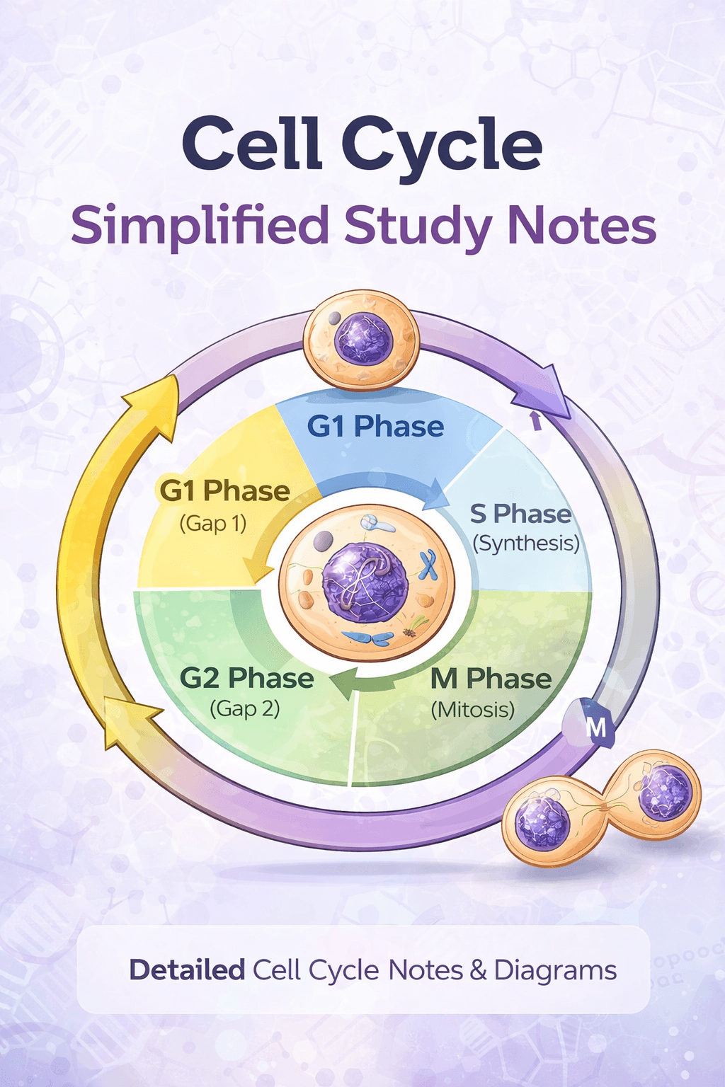 The cell cycle